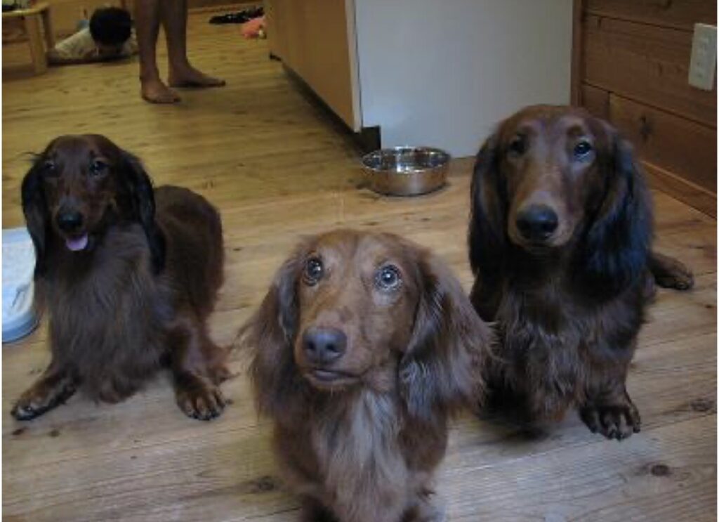 コテージの床でくつろぐ愛犬たち