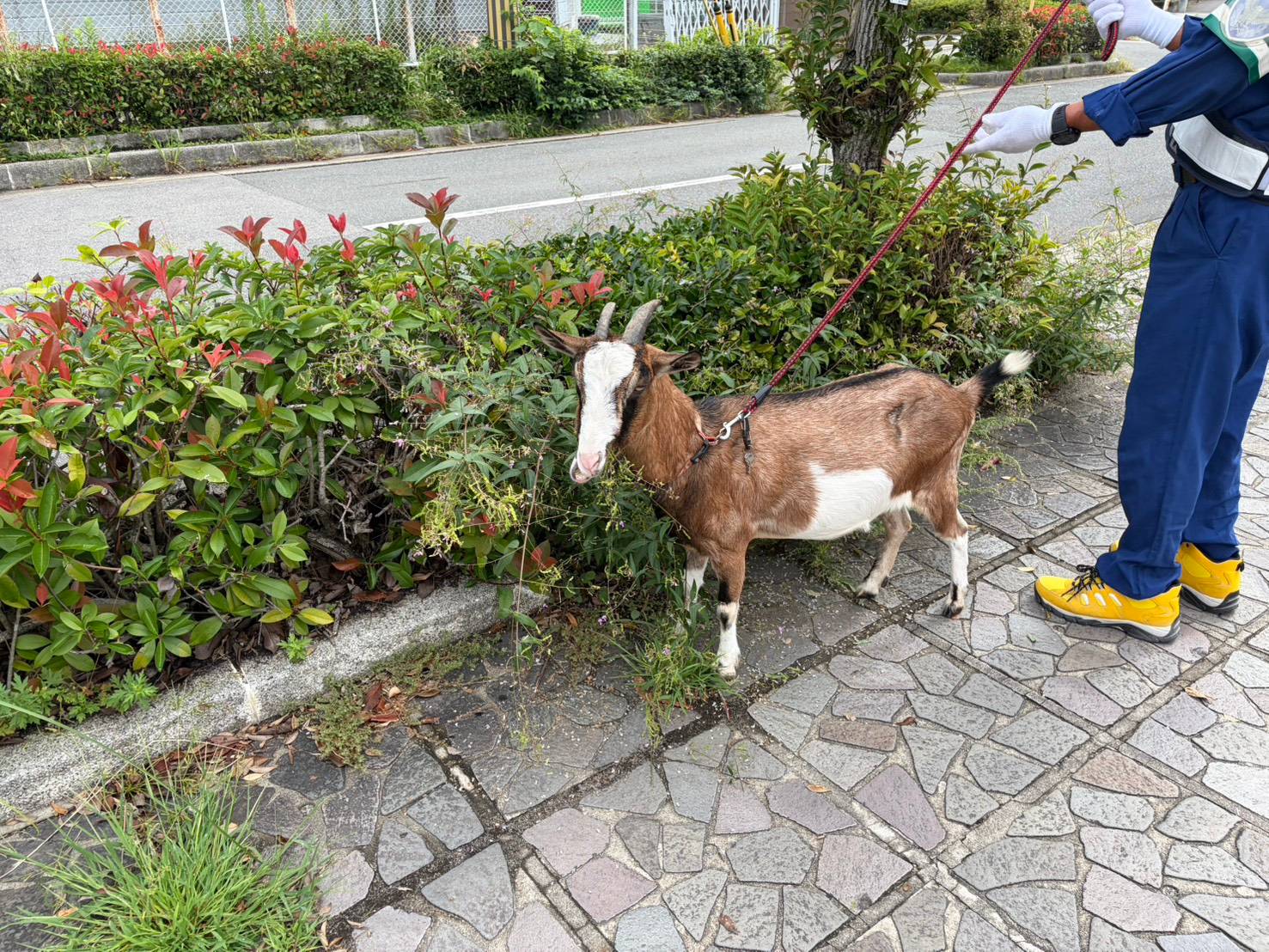 祥風苑の駐車場で警備員さんに連れられて植え込みの草を食べるヤギ