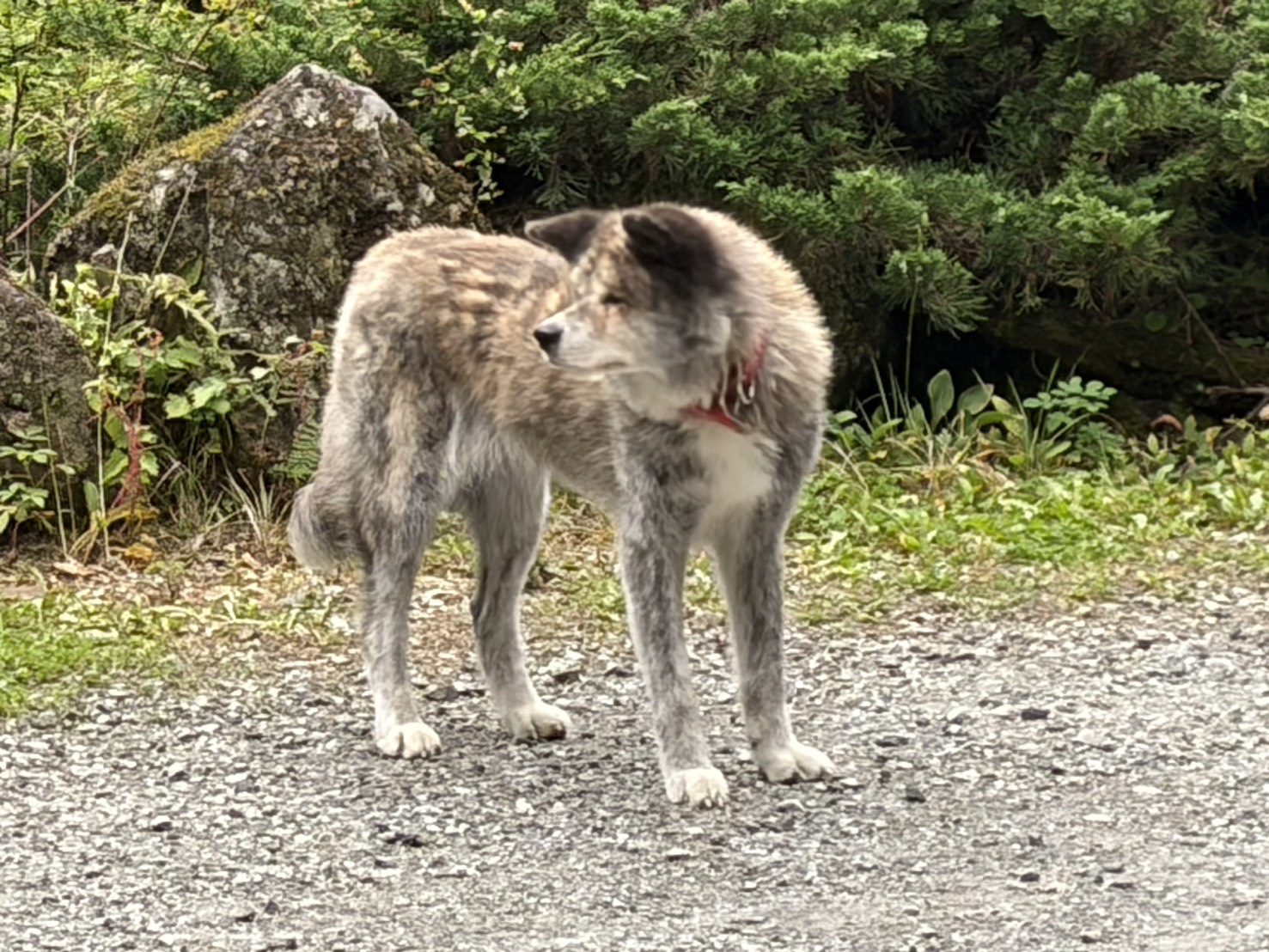 明治温泉の駐車場で出迎えてくれた秋田犬